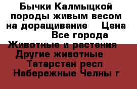 Бычки Калмыцкой породы живым весом на доращивание. › Цена ­ 135 - Все города Животные и растения » Другие животные   . Татарстан респ.,Набережные Челны г.